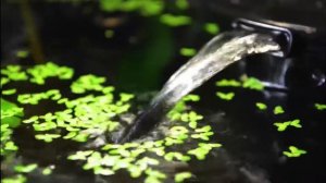 Обзор аквариумного фильтра AQUAEL ASAP 300 от Владимира Лысенко