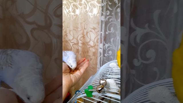 Ручные попугаи, Молли и Чика 💕 смотреть онлайн