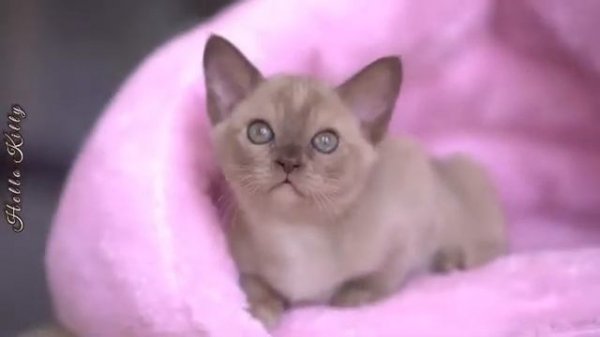 Burmese kittens Hello Kitty Freya Way*RU