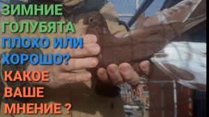 🥶🥶🥶 Зимние голубята. Это  плохо или хорошо? Ваше мнение? Николаевские голуби в Каменоломни.