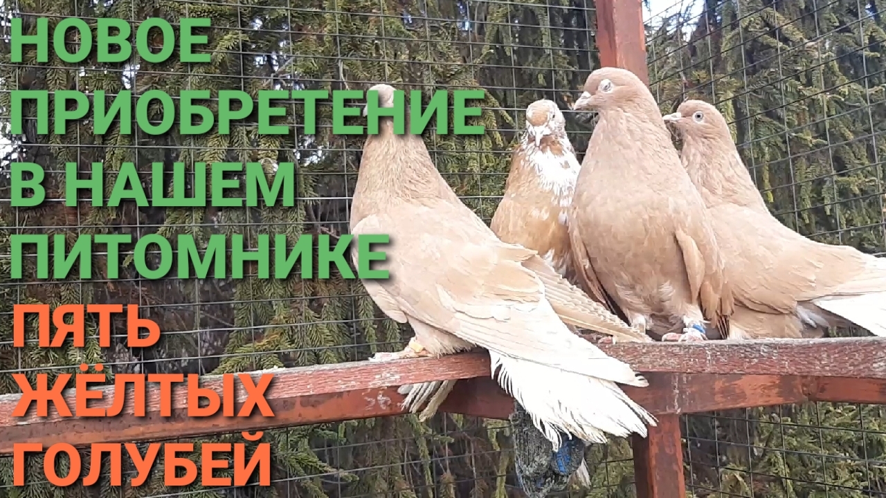 🕊🕊🕊 Новое приобретение в нашем питомнике. Пять жёлтых голубей. смотреть онлайн