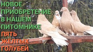 🕊🕊🕊 Новое приобретение в нашем питомнике. Пять жёлтых голубей.