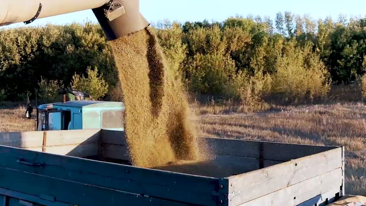 Очесывающая жатка "ОЗОН" ПАО "ПЕНЗМАШ" на уборке семян конопли 2024 год смотреть онлайн