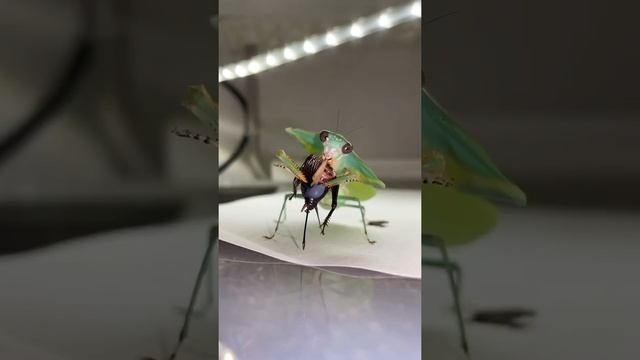 Hooded mantis eating cricket TIMELAPSE смотреть онлайн