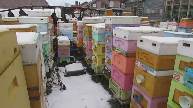 зачем обрабатывать пчел от клеща зимой, если это можно сделать осенью, ответы на вопросы 15.01.2025 смотреть онлайн