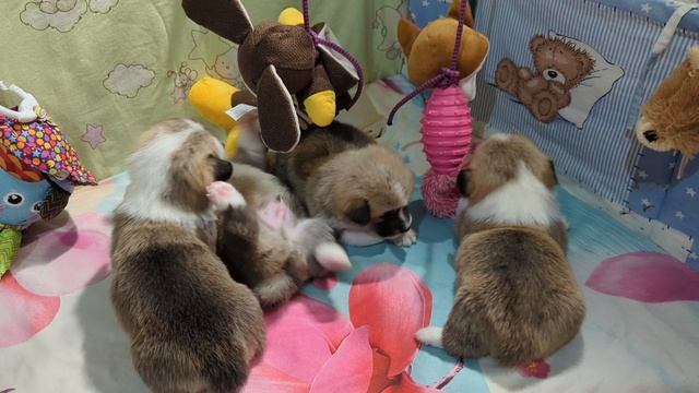 Первые игрушки