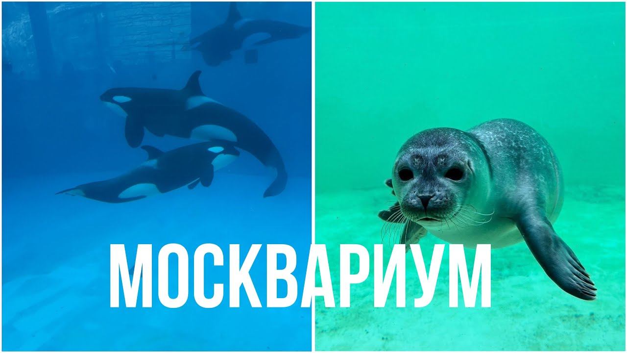 МОСКВАРИУМ МОСКВА| все обитатели Москвариума смотреть онлайн