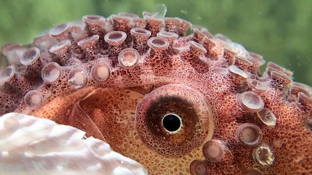 Argonaut Encounter