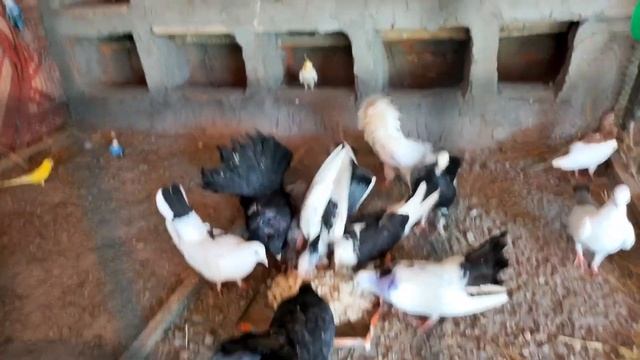 Today we have brought some items to enhance the beauty of Mini zoo . смотреть онлайн