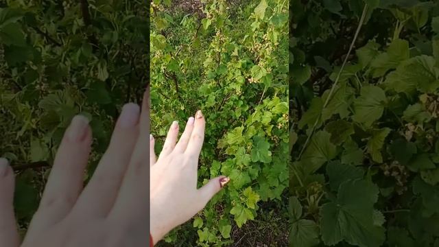 Всего 1 ЛОЖКА И УРОЖАЙ ВЕДРАМИ БУДЕТЕ СОБИРАТЬ #совет смотреть онлайн