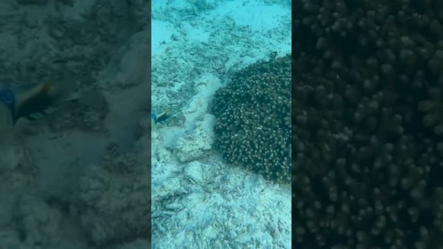 Мальдивы снорклинг модные рыбы смотреть онлайн