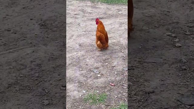 Егоза смотреть онлайн