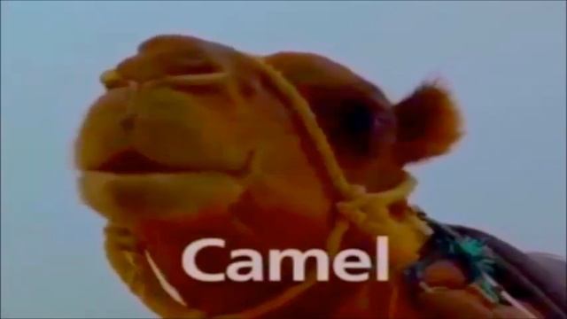 10 Baby Einstein World Animal Adventure смотреть онлайн