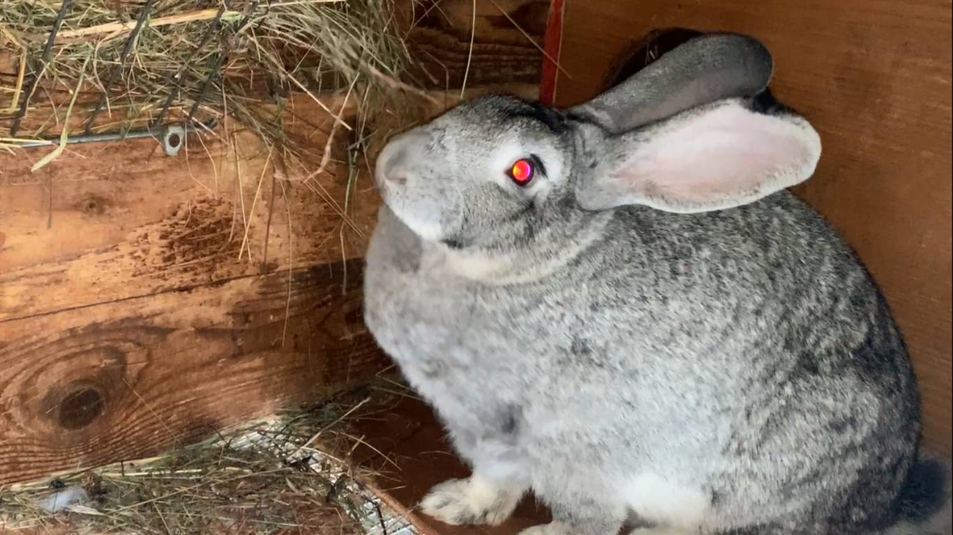 Кролики. Окрол в мороз.