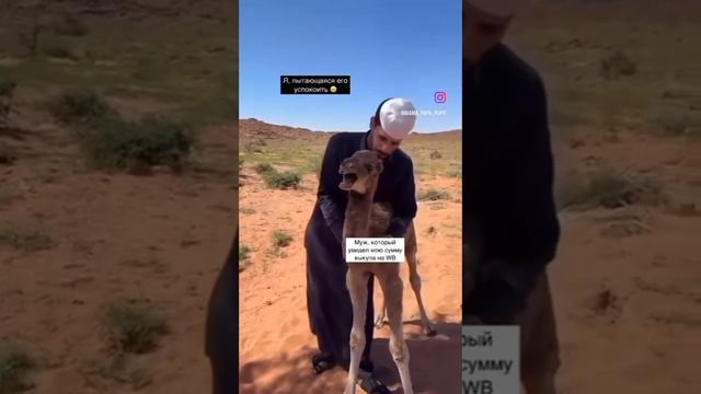 Прикольные животные! #shorts смотреть онлайн