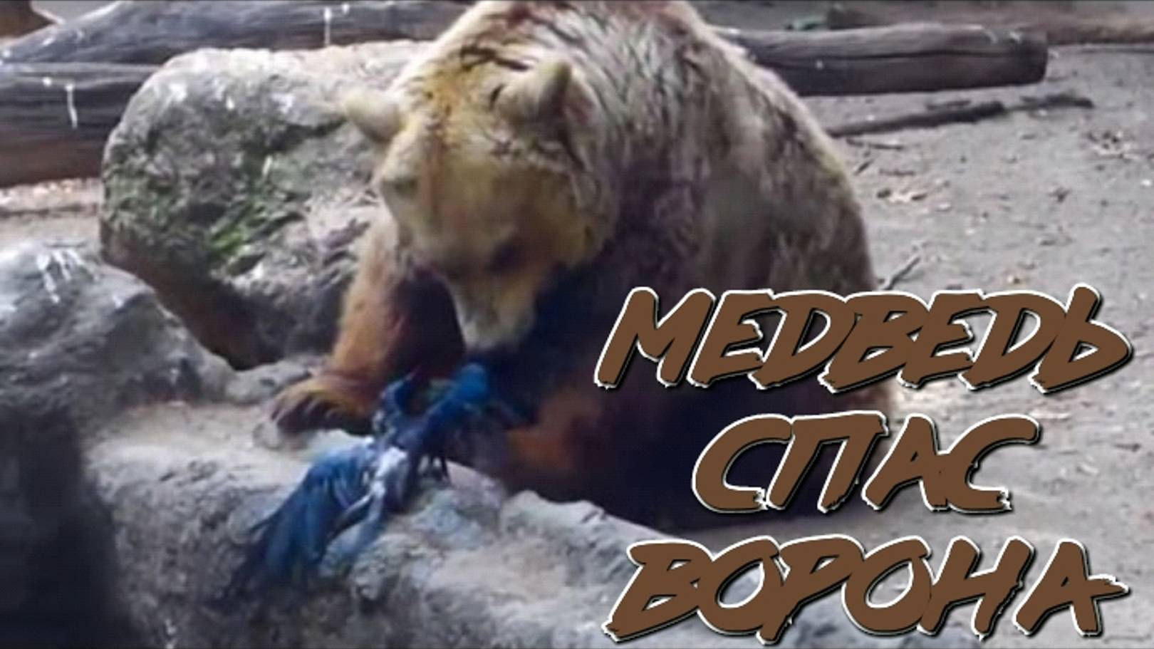 Медведь спас ворона смотреть онлайн