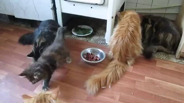 Мэйн кун Ёлка Аргун К_