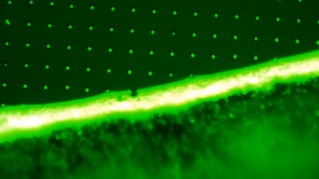 Smart Force: Assembly of 2µm fluorescent polystyrene particles on silicon surface смотреть онлайн