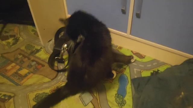 У кота застряла лапа смотреть онлайн