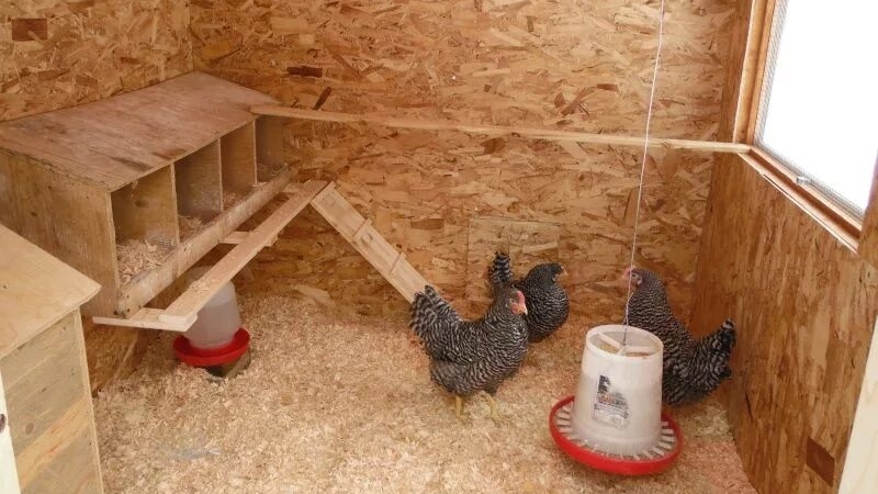 Курятник зимний , самое простое в исполнении гнездо показано видео.