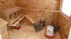 Курятник зимний , самое простое в исполнении гнездо показано видео.