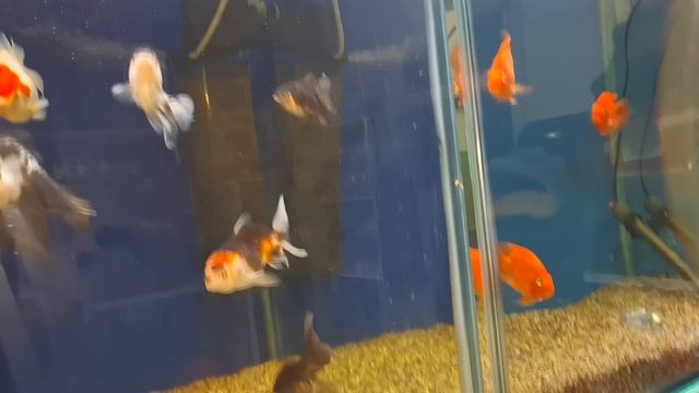 акварюм смотреть онлайн