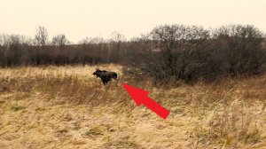 Удачная ОХОТА на лося загоном!