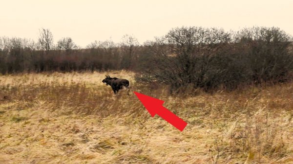 Удачная ОХОТА на лося загоном!