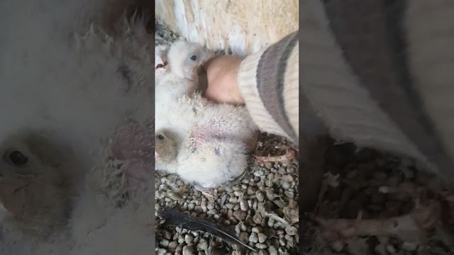 Сокол-балобан. Потомство 2023. 5 из 5, самому мелкому 15 мая 10 дней. смотреть онлайн