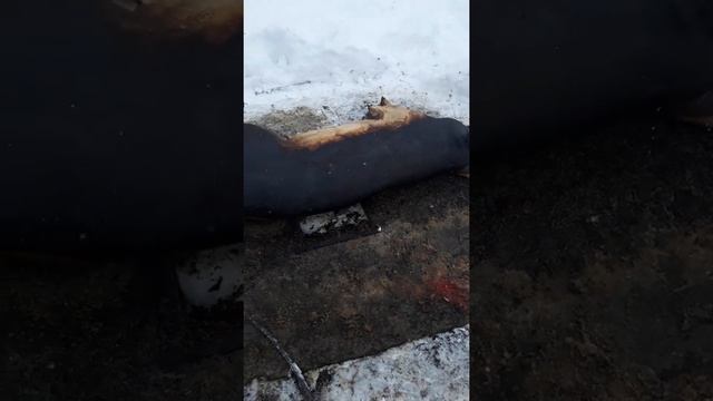 смалим свинью смотреть онлайн