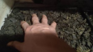 Иван чай в январе.