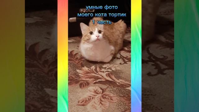 умные фото моего кота тортик 1 часть смотреть онлайн