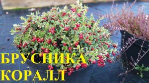 БРУСНИКА КОРАЛЛ В МАЛОМ ОБЪЕМЕ!!!