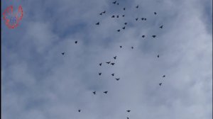 Питомник "KULIKI".