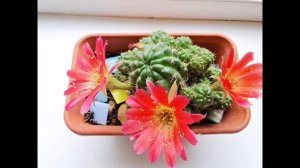 КОЛЛЕКЦИЯ КАКТУСОВ - КРАСИВО ЦВЕТУТ