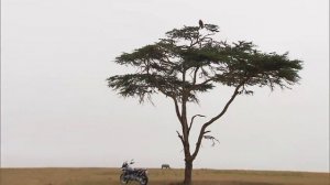 BMW R 1200 GS 2013, Wildlife