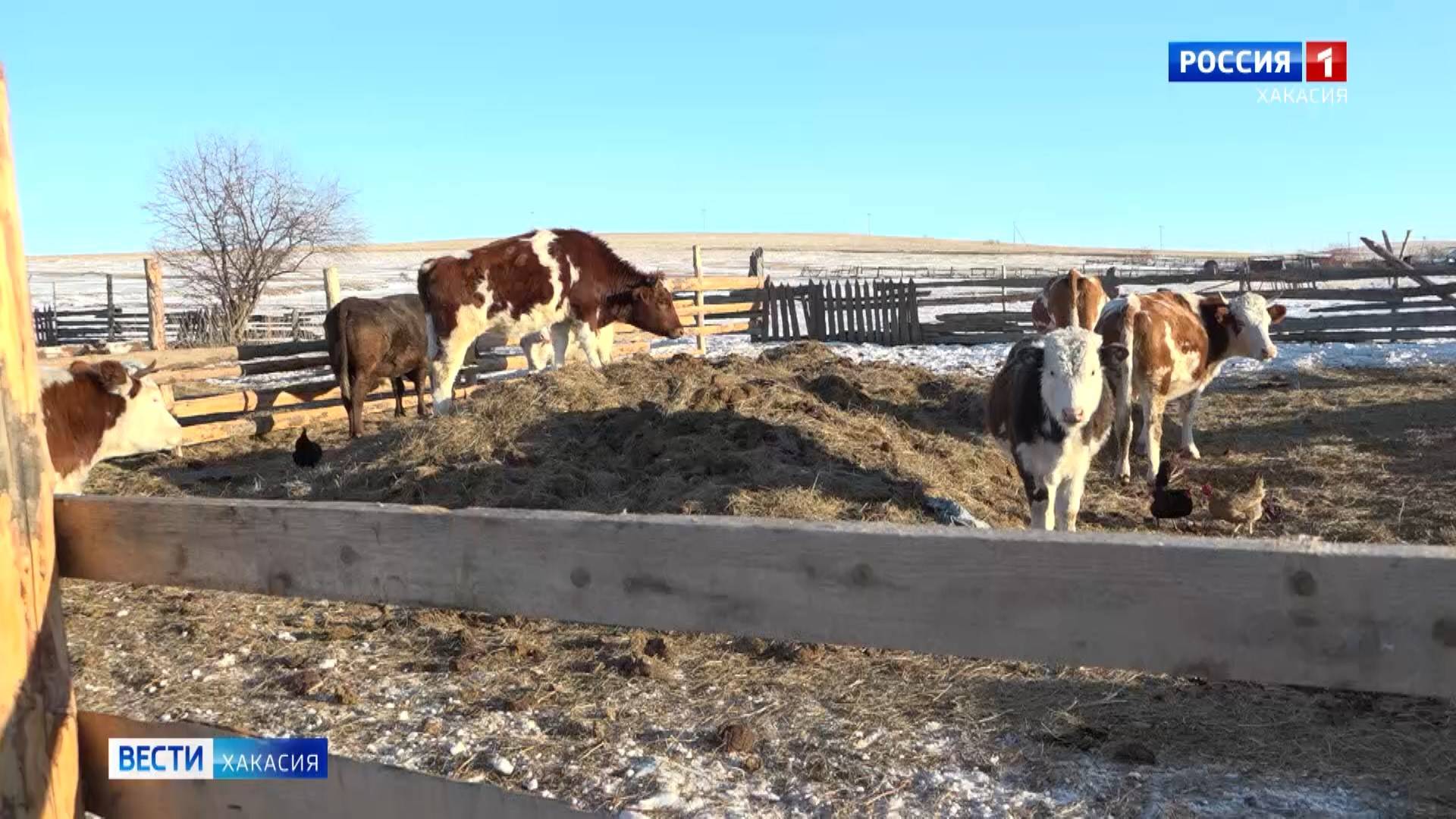 Всех животных – на учёт смотреть онлайн