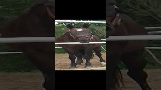 Афган и Джокер 20210809_141742 смотреть онлайн