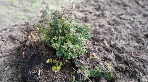 ПЕРЕСАДКА БРУСНИКИ В ПЕНЕК !!!