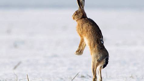 Заяц на верёвке смотреть онлайн