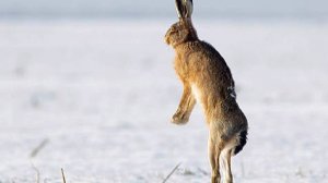 Заяц на верёвке