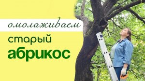 ОМОЛАЖИВАЮЩАЯ обрезка старого АБРИКОСА
