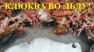 КЛЮКВА В ЛЕДЯНОМ ПЛЕНУ!!!