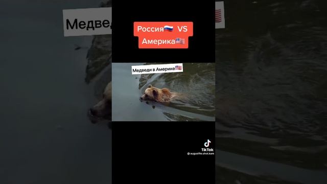 русский медведь топ ❤❤❤❤❤🇷🇺🇷🇺🇷🇺🇷🇺🇷🇺💪💪💪💪💪💪 смотреть онлайн