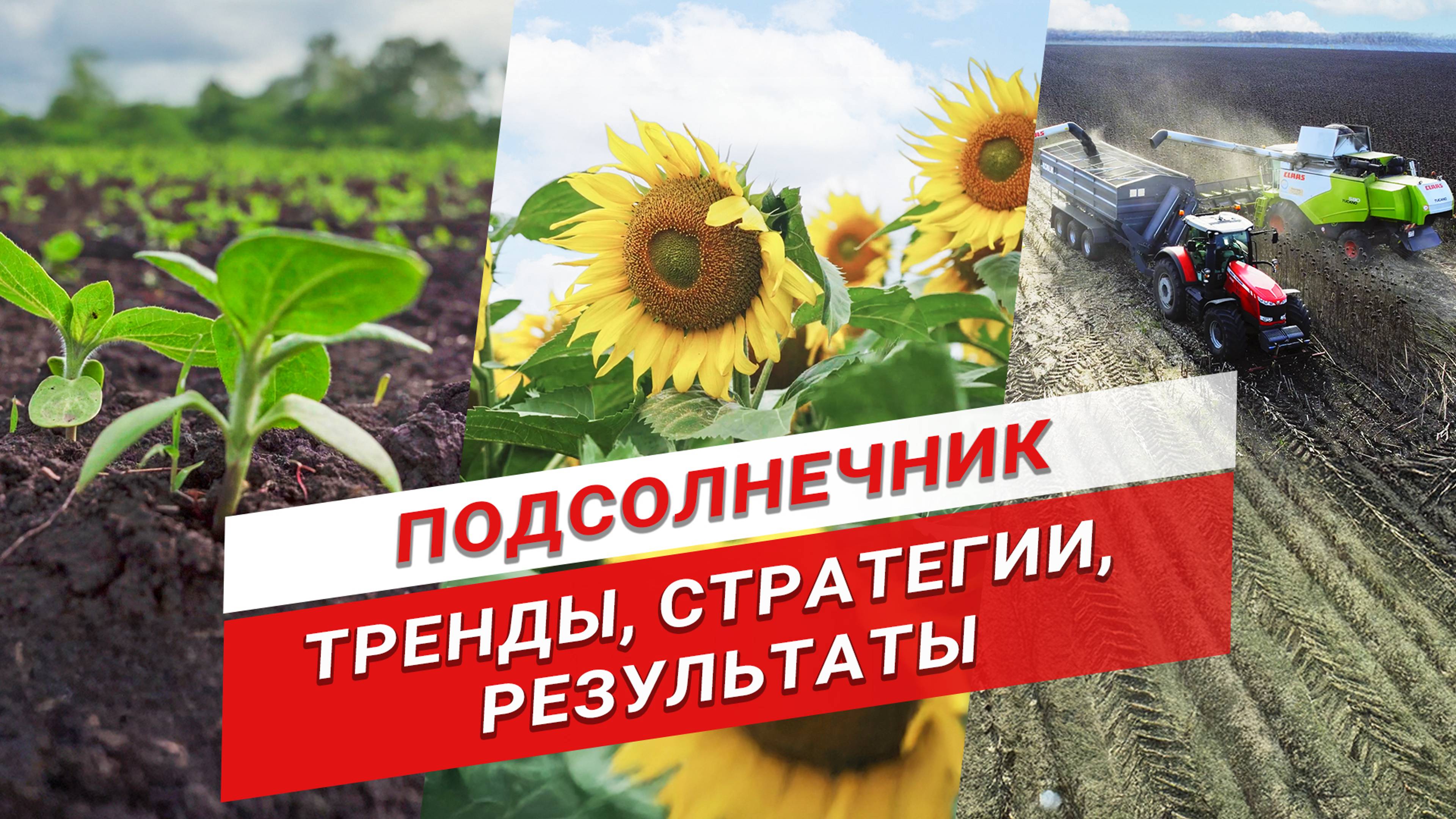Как выгодно выращивать подсолнечник? | Гибриды подсолнечника | Масличные культуры смотреть онлайн