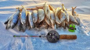 ПОПАЛ НА РАЗДАЧУ РИПУСА! Ловля рипуса на Увильдах. Рыбалка 2024