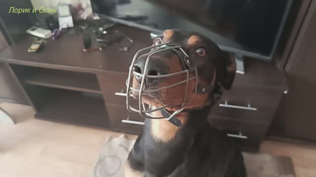 Доберман Лорд. Разбросал подушки и был наказан. смотреть онлайн