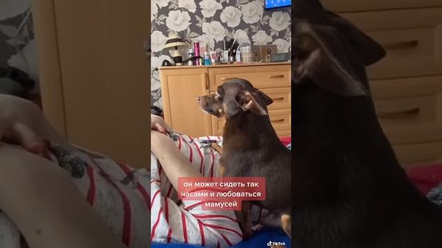 любовь собаки и хозяина смотреть онлайн