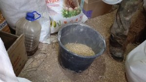 Почему не несутся кроссовые куры