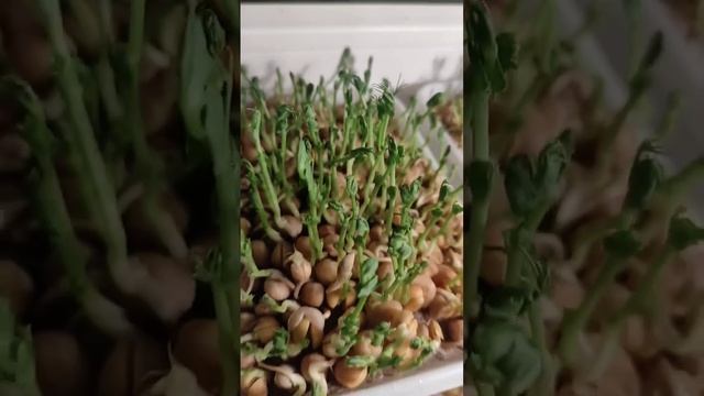 Микрозелень! горчица, редиска, руккола, семечка, капуста мицуна, горох 💚☘️🥗 смотреть онлайн